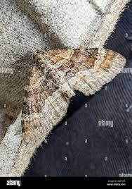 Attēlu rezultāti vaicājumam “Xanthorhoe spadicearia”