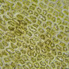 Attēlu rezultāti vaicājumam “Scapania undulata”