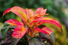 Image result for Epsom Z-Tri