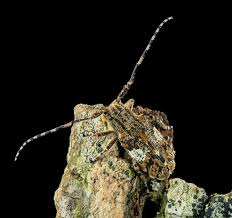 Attēlu rezultāti vaicājumam “Leptophlebia nebulosa”