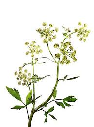 Image result for Liebstöckel