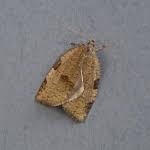 Attēlu rezultāti vaicājumam “Lozotaenia forsterana”