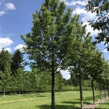 Attēlu rezultāti vaicājumam “Acer campestre”