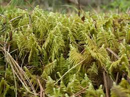 Attēlu rezultāti vaicājumam “Ptilium crista-castrensis”