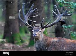 Attēlu rezultāti vaicājumam “Cervus elaphus”