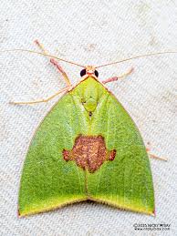 Attēlu rezultāti vaicājumam “Nolidae”