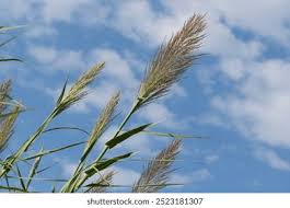 Attēlu rezultāti vaicājumam “Phragmites communis flower”