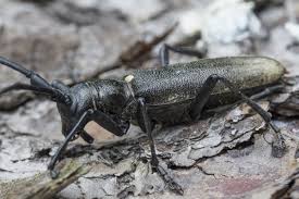 Attēlu rezultāti vaicājumam “Monochamus urussovi”