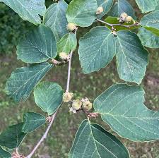 Attēlu rezultāti vaicājumam “Hamamelis virginiana leaf”