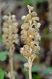 Attēlu rezultāti vaicājumam “Neottia nidus-avis flower”