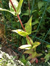 Attēlu rezultāti vaicājumam “Epilobium roseum leaf”