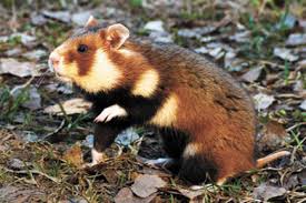 Image result for хомек