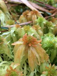 Attēlu rezultāti vaicājumam “Sphagnum angustifolium”