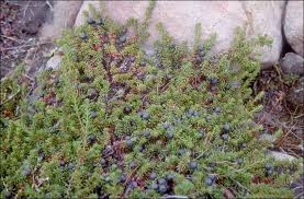 Attēlu rezultāti vaicājumam “Empetrum nigrum leaf”