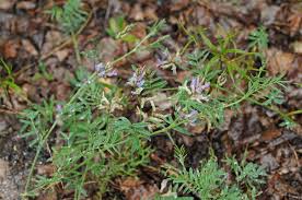 Attēlu rezultāti vaicājumam “Astragalus arenarius leaf”