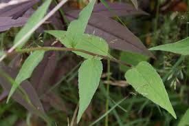 Attēlu rezultāti vaicājumam “Campanula rapunculoides leaf”