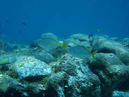 Image result for Pseudocaranx dentex