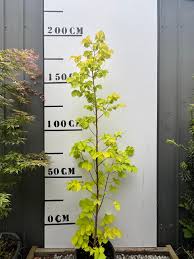 Attēlu rezultāti vaicājumam “Ulmus glabra”