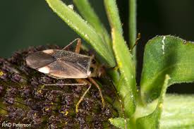 Attēlu rezultāti vaicājumam “Miridae”