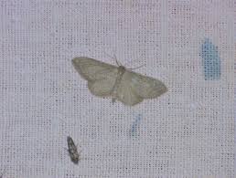 Attēlu rezultāti vaicājumam “Idaea sylvestraria”