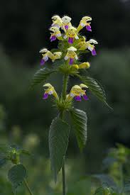Attēlu rezultāti vaicājumam “Galeopsis speciosa”
