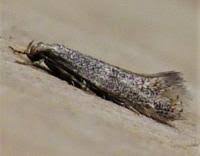 Attēlu rezultāti vaicājumam “Cephaloziella elachista”