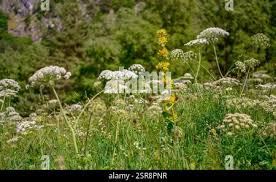 Attēlu rezultāti vaicājumam “Laserpitium latifolium flower”