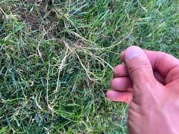 Attēlu rezultāti vaicājumam “Poa trivialis”