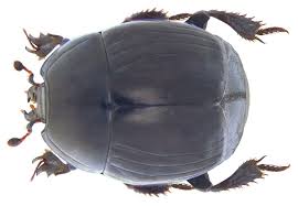 Attēlu rezultāti vaicājumam “Histeridae”