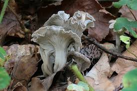 Attēlu rezultāti vaicājumam “Pseudocraterellus sinuosus”