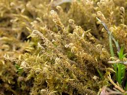 Attēlu rezultāti vaicājumam “Drepanocladus aduncus”