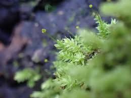 Attēlu rezultāti vaicājumam “Aulacomnium androgynum”