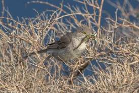 Attēlu rezultāti vaicājumam “Sylvia nisoria”
