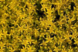 Attēlu rezultāti vaicājumam “Sedum acre bud”