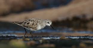 Image result for Calidris ruficollis