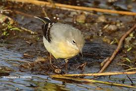 Attēlu rezultāti vaicājumam “Motacilla cinerea”