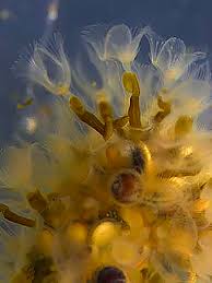 Attēlu rezultāti vaicājumam “Bryozoa”