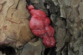 Attēlu rezultāti vaicājumam “Amaurochaete atra”