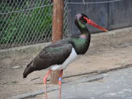 Attēlu rezultāti vaicājumam “Ciconia nigra”