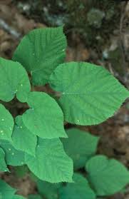 Attēlu rezultāti vaicājumam “Tilia tomentosa leaf”