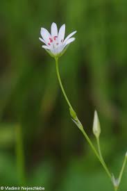 Attēlu rezultāti vaicājumam “Stellaria palustris”