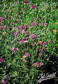 Attēlu rezultāti vaicājumam “Centaurea scabiosa flower”