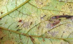 Attēlu rezultāti vaicājumam “Syrphus sp. larva”