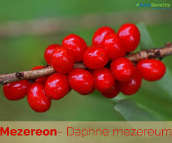 Attēlu rezultāti vaicājumam “Daphne mezereum fruit”