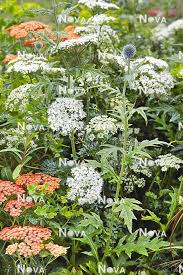 Attēlu rezultāti vaicājumam “Cenolophium denudatum leaf”