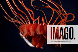 Attēlu rezultāti vaicājumam “Jalla dumosa imago”