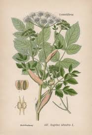 Image result for Angelica silvestris