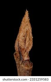 Attēlu rezultāti vaicājumam “Frangula alnus bud”