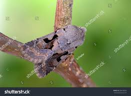 Attēlu rezultāti vaicājumam “Orthosia gothica”