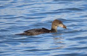 Attēlu rezultāti vaicājumam “Mergus merganser juvenile”